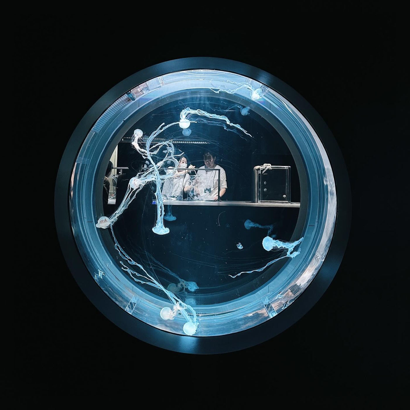 Jellyfish drifting in a round glowing aquarium tank